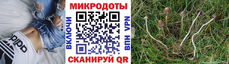 продажа наркотиков сайты даркнета клад Галлюциногенные грибы Cubensis Нижнеудинск